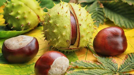 🌰 Dzień Kasztana w naszej szkole! 🌰