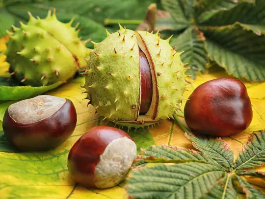 🌰 Dzień Kasztana w naszej szkole! 🌰