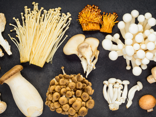 Zaproszenie na wystawę grzybów