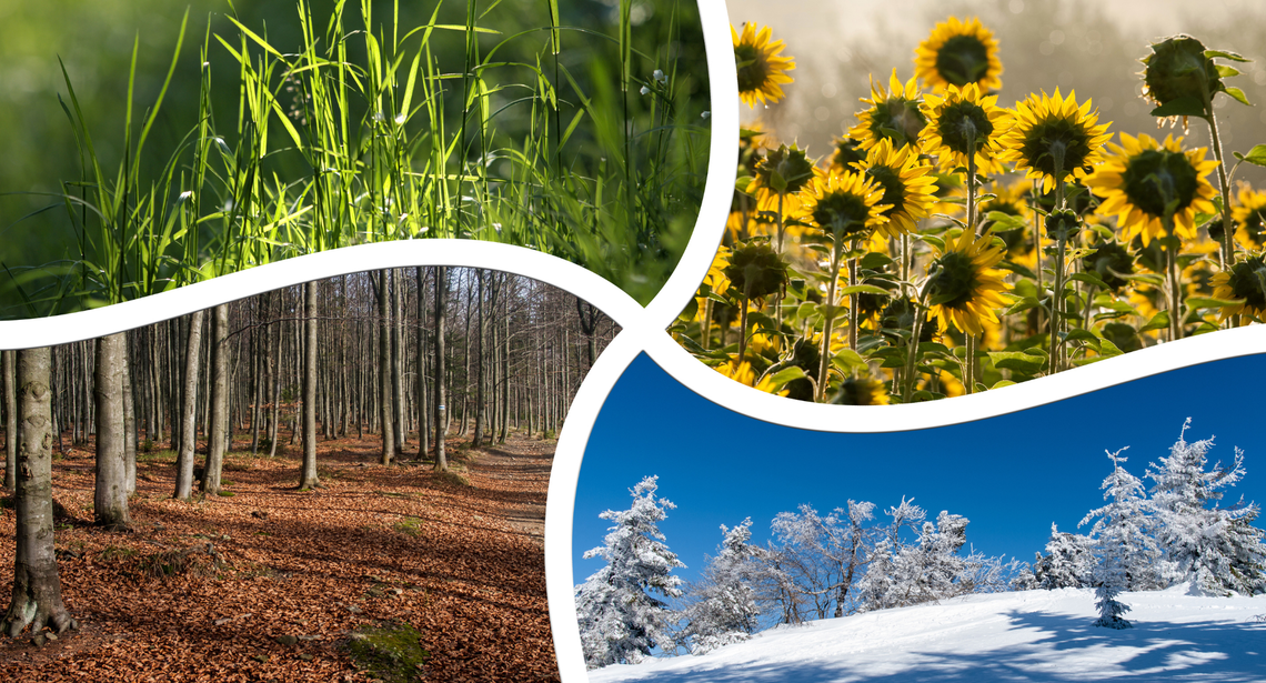 Zaproszenie na koncert "Cztery Pory Roku - Wiosna, Lato, Jesień, Zima"